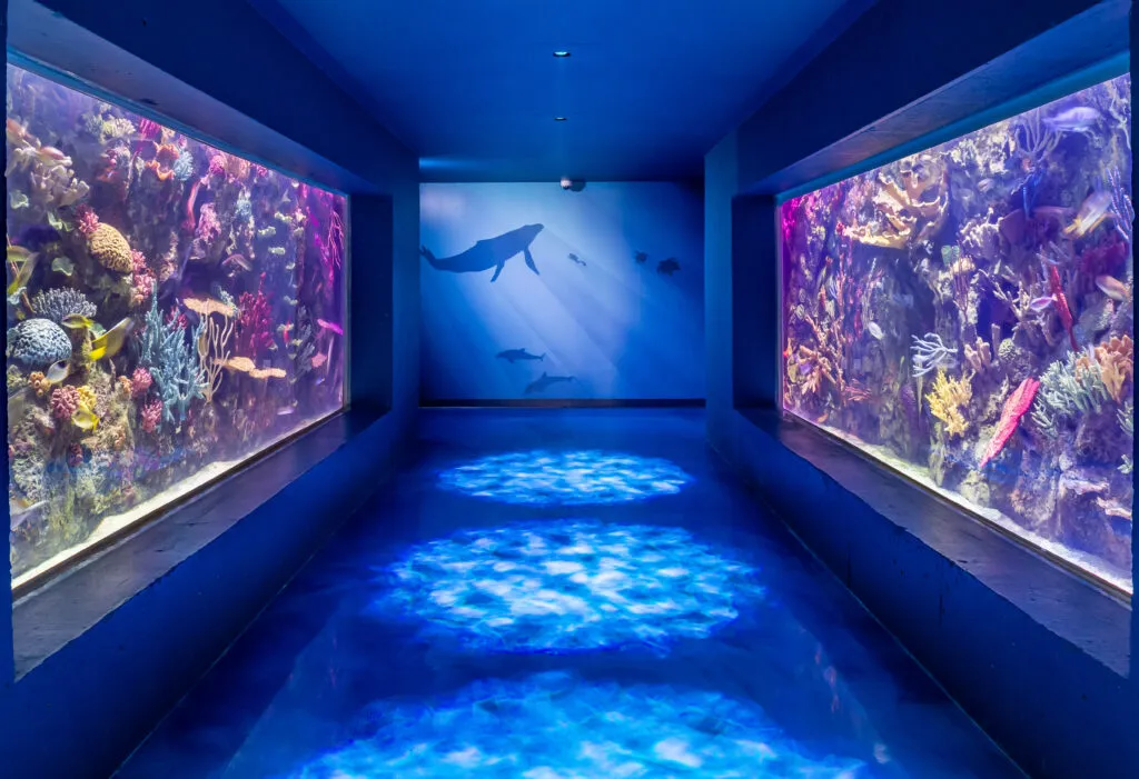 Shreveport Aquarium aquarium lined hallway